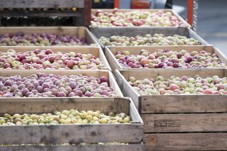 Les fruits sont de très bonne qualité cette année et particulièrement sucrés grâce à la chaleur de l'été. KEYSTONE/URS FLUEELER